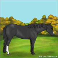 Horse Color:Black 
