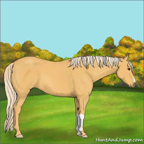 Horse Color:Palomino 