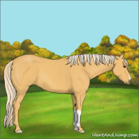 Horse Color:Palomino 