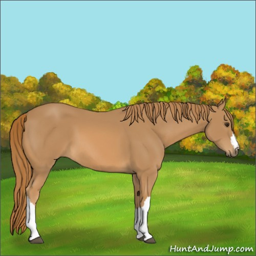 Horse Color:Chestnut 