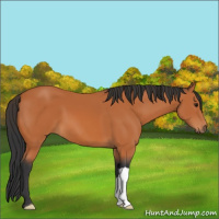 Horse Color:Bay 