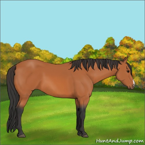 Horse Color:Bay 