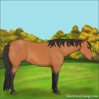 Horse Color:Bay 