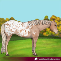 Horse Color:Chestnut Appaloosa 
