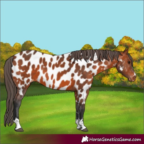 Horse Color:Bay Appaloosa