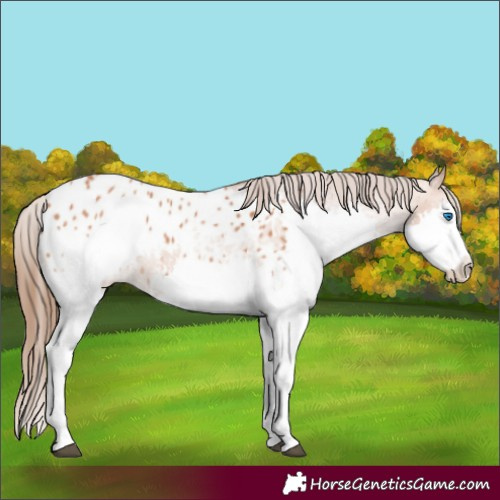 Horse Color:Bay Splash Appaloosa 