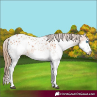 Horse Color:Bay Splash Appaloosa 