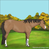 Horse Color:Bay 