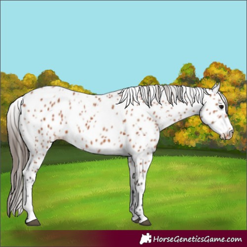 Horse Color:Bay Appaloosa 