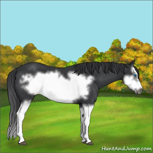 Horse Color:Black Splash Frame 