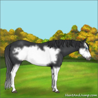 Horse Color:Black Splash Frame