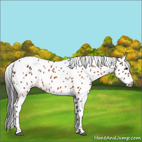 Horse Color:Bay Appaloosa