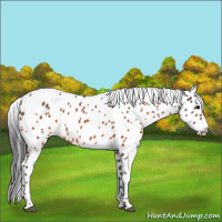 Horse Color:Bay Appaloosa 