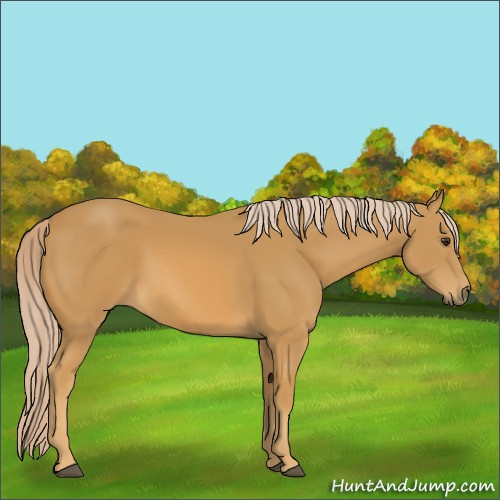 Horse Color:Palomino