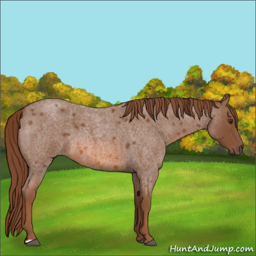 Horse Color:Red Roan 