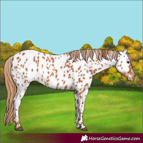 Horse Color:Chestnut Appaloosa 