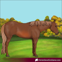 Horse Color:Chestnut 