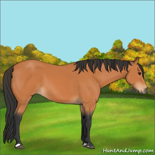 Horse Color:Bay 