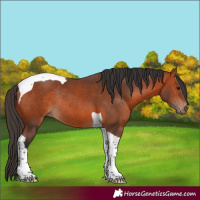 Horse Color:Bay Tobiano Rabicano 