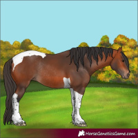 Horse Color:Bay Tobiano Rabicano