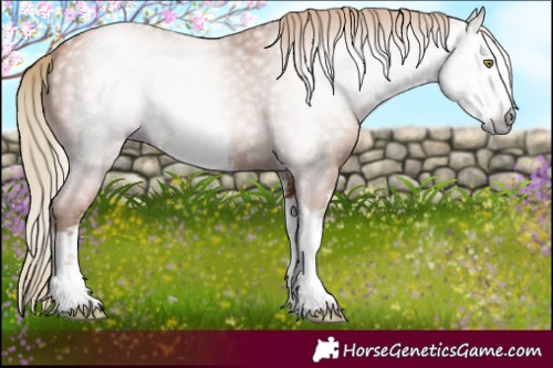Horse Color:Gray White Spotted Gold Champagne 