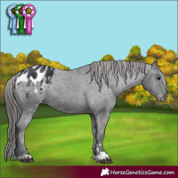 Horse Color:Black Appaloosa