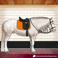 Horse Color:Bay Dun Splash Appaloosa 