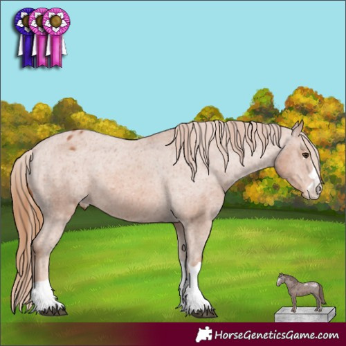 Horse Color:Chestnut Appaloosa 