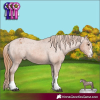 Horse Color:Chestnut Appaloosa 