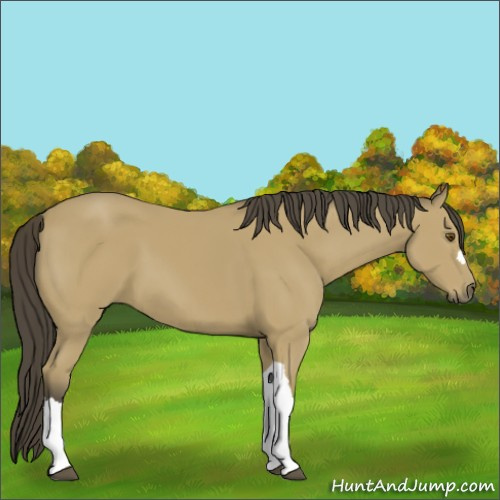 Horse Color:Buckskin 