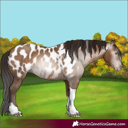 Horse Color:Gray Amber Champagne Tobiano Appaloosa 