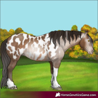 Horse Color:Gray Amber Champagne Tobiano Appaloosa 