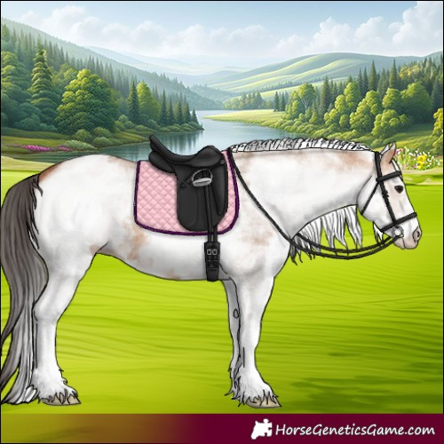 Horse Color:White Spotted Bay Dun 