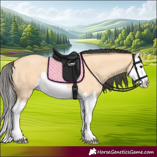 Horse Color:Buckskin Splash 