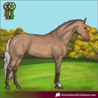 Horse Color:Silver Brown Dun 