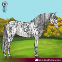 Horse Color:Black Sabino Rabicano  and Black Sabino Blanket Rabicano 