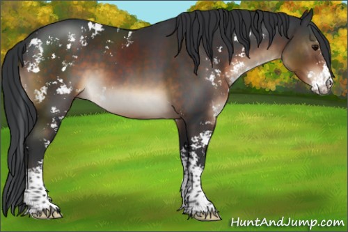 Horse Color:Brown Sabino 