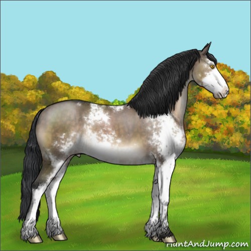 Horse Color:Brown Dun Sabino 