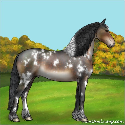 Horse Color:White Spotted Brown Sabino Rabicano 