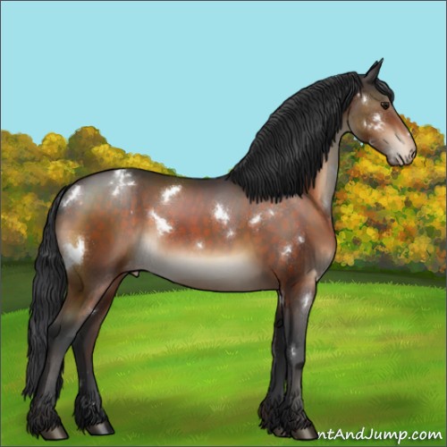Horse Color:White Spotted Brown Sabino Appaloosa Rabicano 