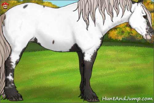 Horse Color:Liver Chestnut Mushroom Appaloosa 