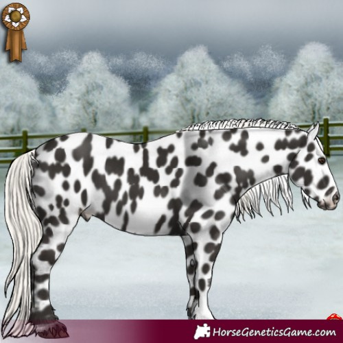 Horse Color:Liver Chestnut Mushroom Leopard 