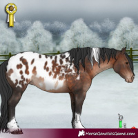 Horse Color:Brown Mushroom Tobiano Appaloosa