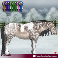 Horse Color:Brown Mushroom Tobiano Appaloosa and Brown Dun Mushroom Tobiano