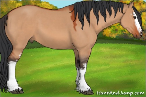 Horse Color:White Spotted Brown Dun 