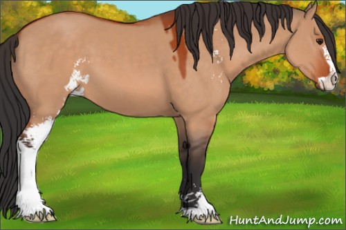 Horse Color:Brown Dun Sabino 