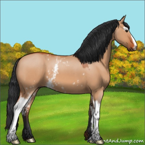 Horse Color:White Spotted Brown Dun 