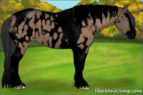 Horse Color:Void Brown Dun Splash Tobiano Appaloosa 