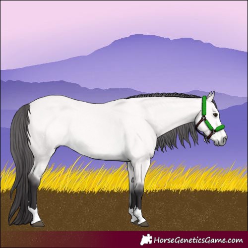 Horse Color:Platinum Buckskin 