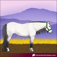 Horse Color:Platinum Buckskin 
